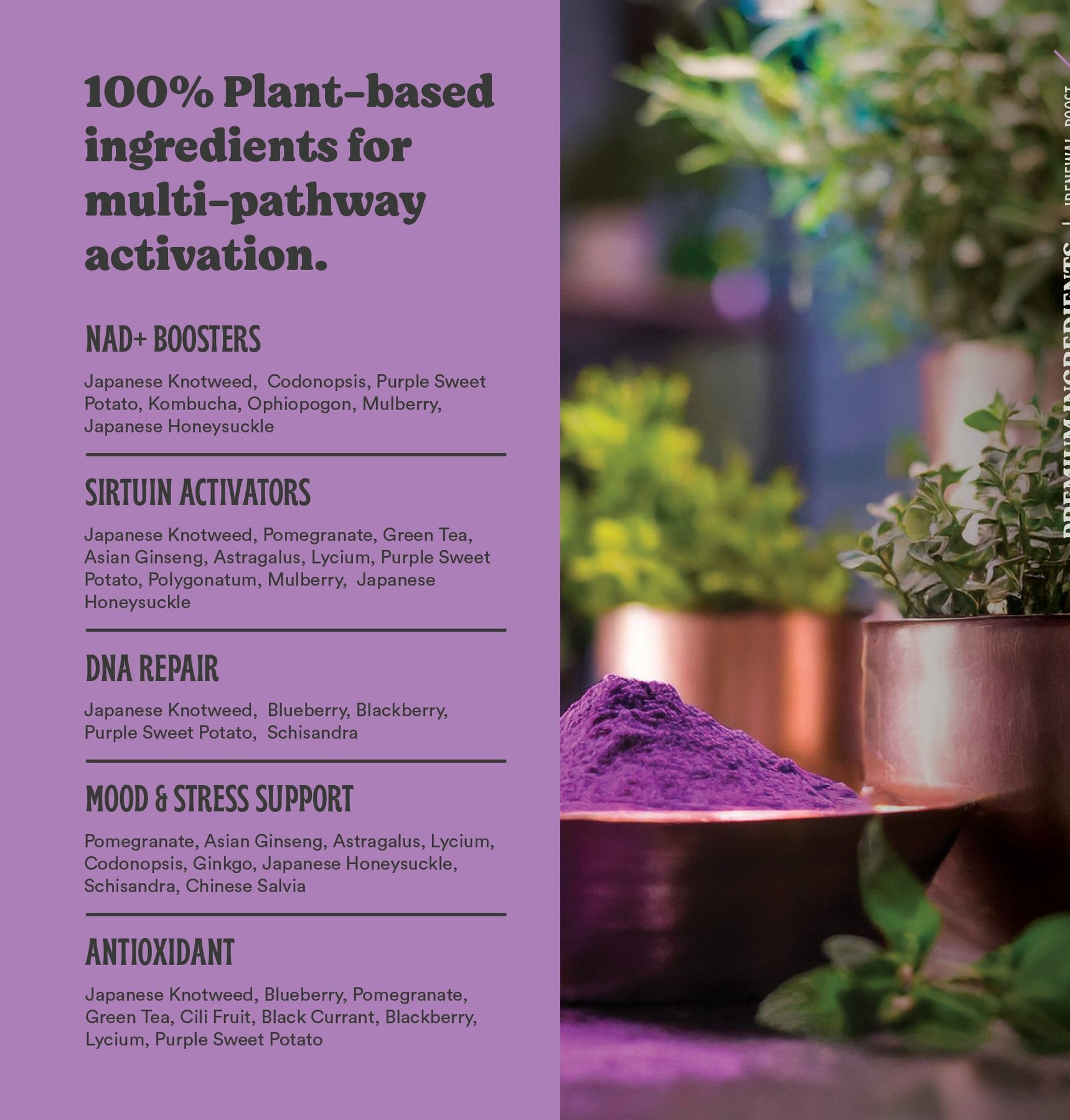 The renewal blend's plant-based ingredients grouped by pathway: NAD+ boosters, sirtuin activators, DNA repair, mood and stress support, antioxidant